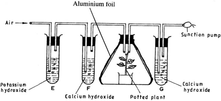 breathing in plants kcse 2015