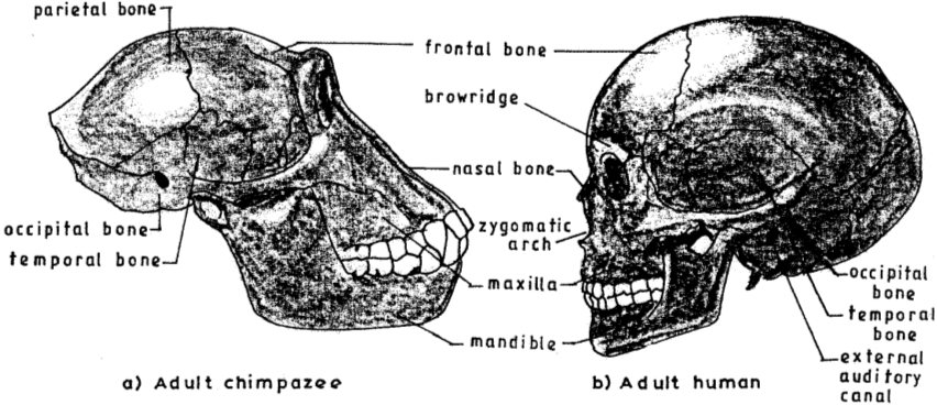 Human and chimpanzee skull kcse 2015