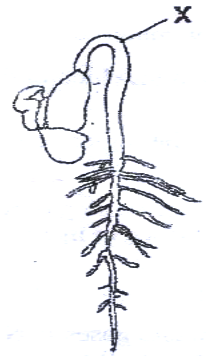 seed germination kcse 2009