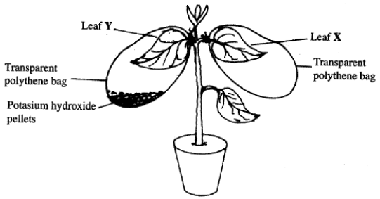 transpiration kcse 10