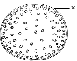 transverse section of plant organ kcse 10