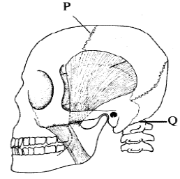 human skeleton kcse 10