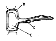 specialized plant cell kcse 10