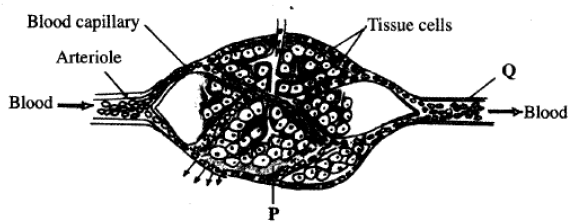 veins kcse 10