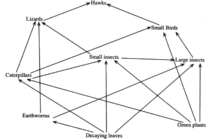 food web kcse 10