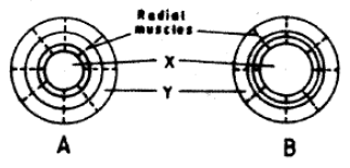 human eye kcse 10