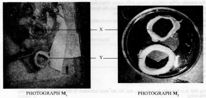 mammalian heart kcse 2010