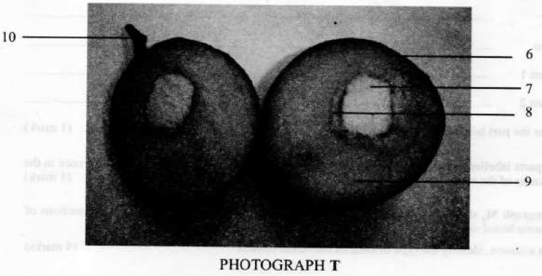 section of plants kcse 2010