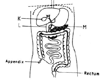 human digestive system kcse 11