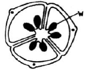 flower transverse section kcse 11