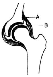 joint in mammal kcse 11