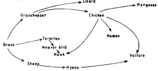 ecosystem kcse 11