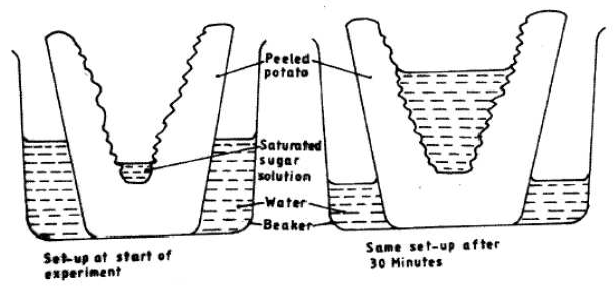 osmosis kcse 2011