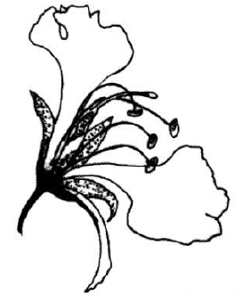 flower kcse 11