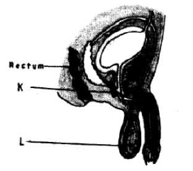 male reproductive system kcse 11