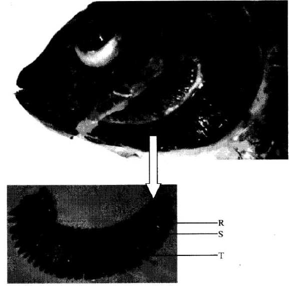 fish fins kcse 11