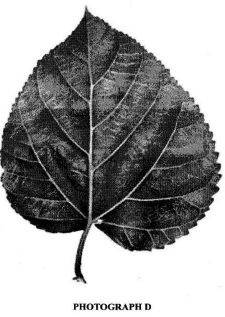 dicotyledonous leaf kcse 11