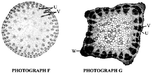 light microscope kcse 11