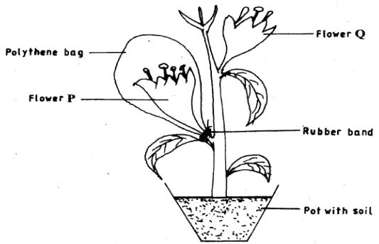 biology kcse 2016