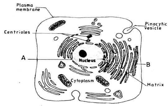 cell structure kcse 2013