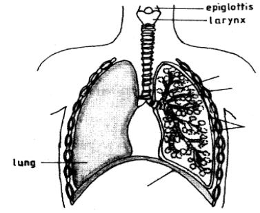 gaseous exchange in humans kcse 2012