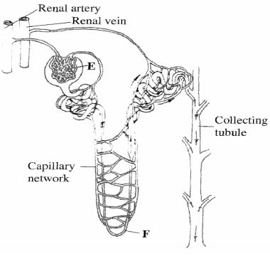 kidney nephron kcse 2012