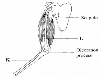 bones and muscles on human arm