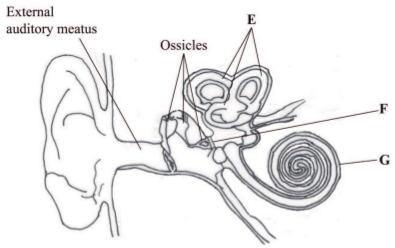 mammalian ear kcse 2013