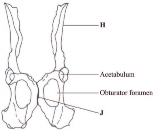 pelvic girdle kcse 2013