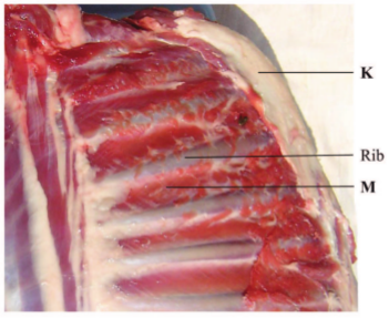 biology practicals kcse 2013