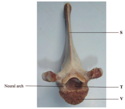mammalian vertebra