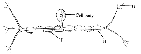 nerve tendon KCSE 2014