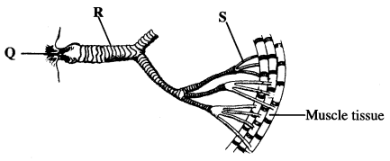 gaseous exchange in a locust KCSE 2014