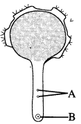 pollen tube KCSE 2014