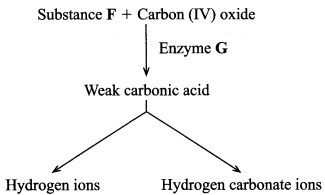 red blood cells KCSE 2014