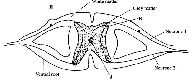 spinal cord KCSE 2014