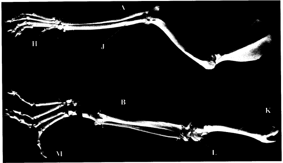 bones KCSE 2014