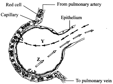 blood capillary KCSE 2015