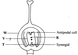 plant reproduction KCSE 2015