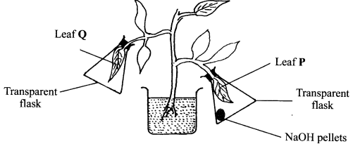 photosynthesis KCSE 2015