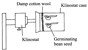 plant response KCSE 2015