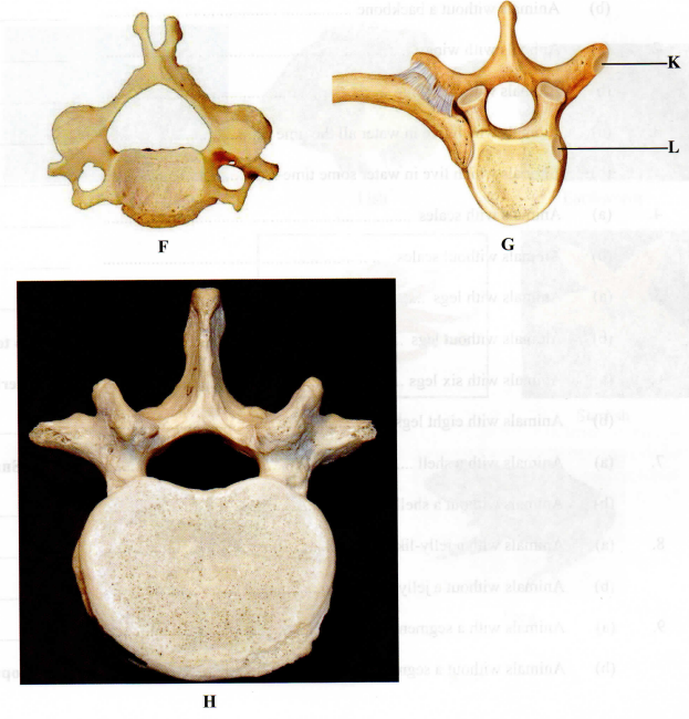 Human Bones KCSE 2015