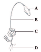 bryophyta kcse 2013