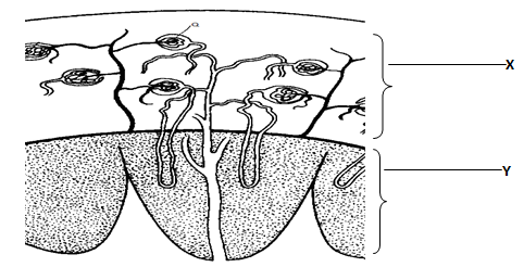 mammalian kidney.png