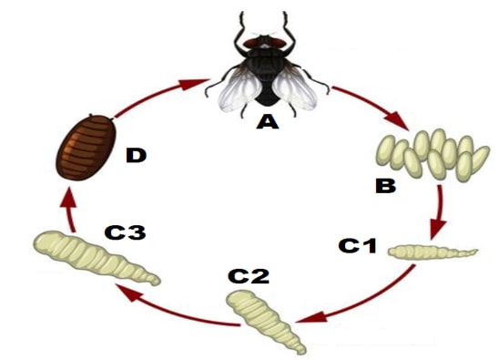 insectlifecycle