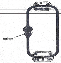 bio13