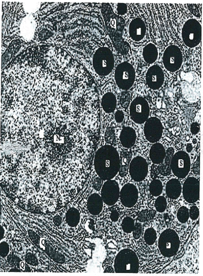 bio33