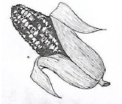 disease on maize cob