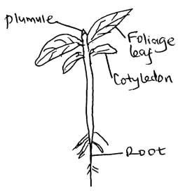 specimen germination EotVn