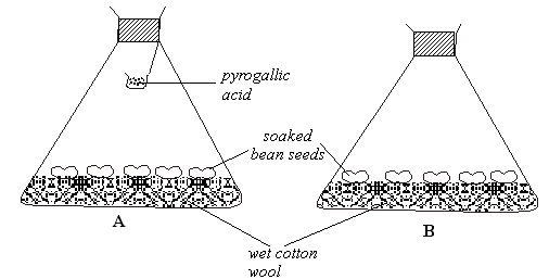 germination